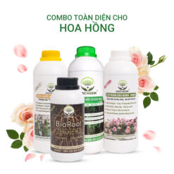 Kích rễ - Kích mầm - Kích nụ cho hoa hồng