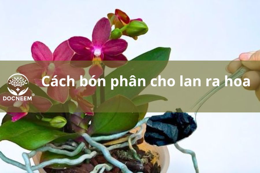 bon-phan-cho-hoa-lan