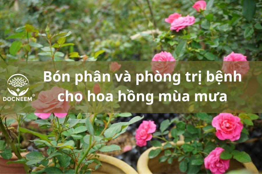 bon-phan-hoa-hong