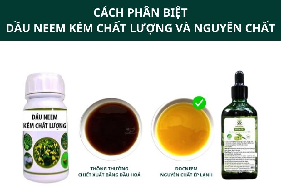 cách phân biệt dầu neem