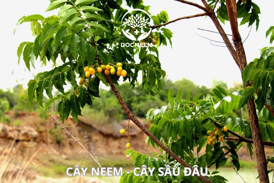 cây neem