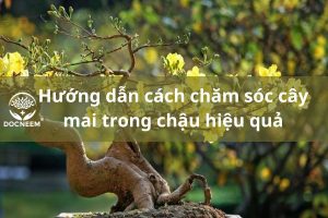 cham-mai-trong-trong-chau