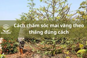 cham-soc-mai-dung-cach