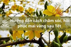 cham-soc-mai-sau-tet