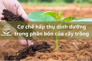 co-che-hap-thu-dinh-duong