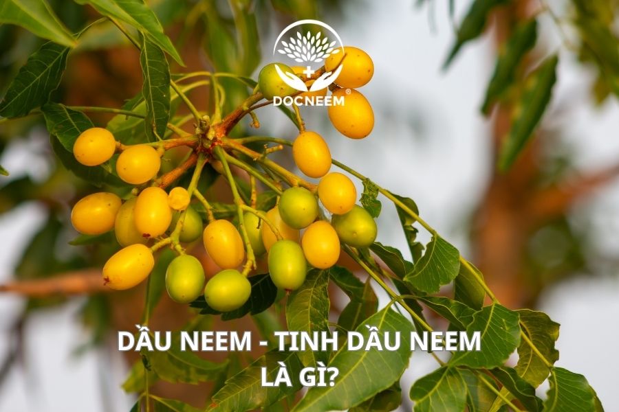 dầu neem là gì