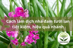 dich-nha-dam-tuoi-lan