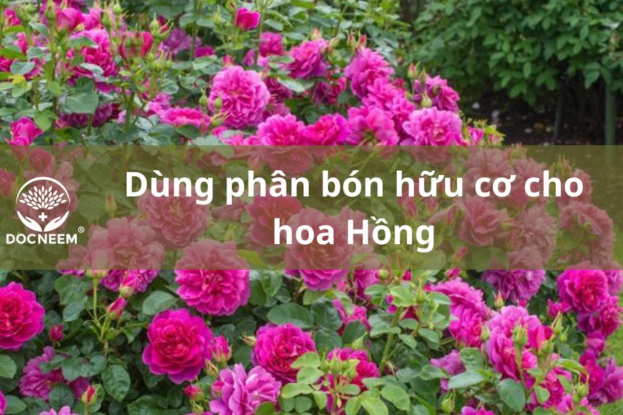 phan-bon-huu-co-hoa-hong