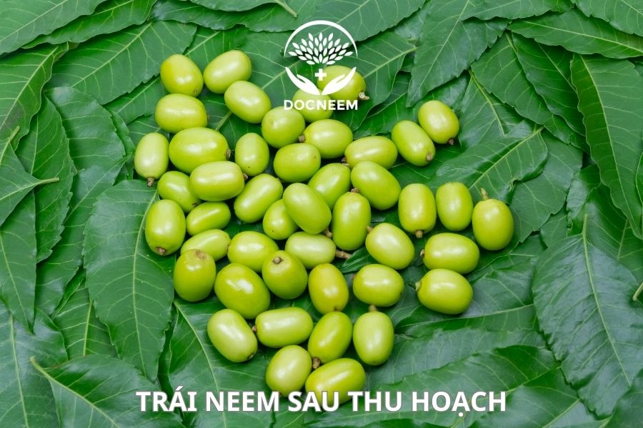 trái neem sau thu hoạch