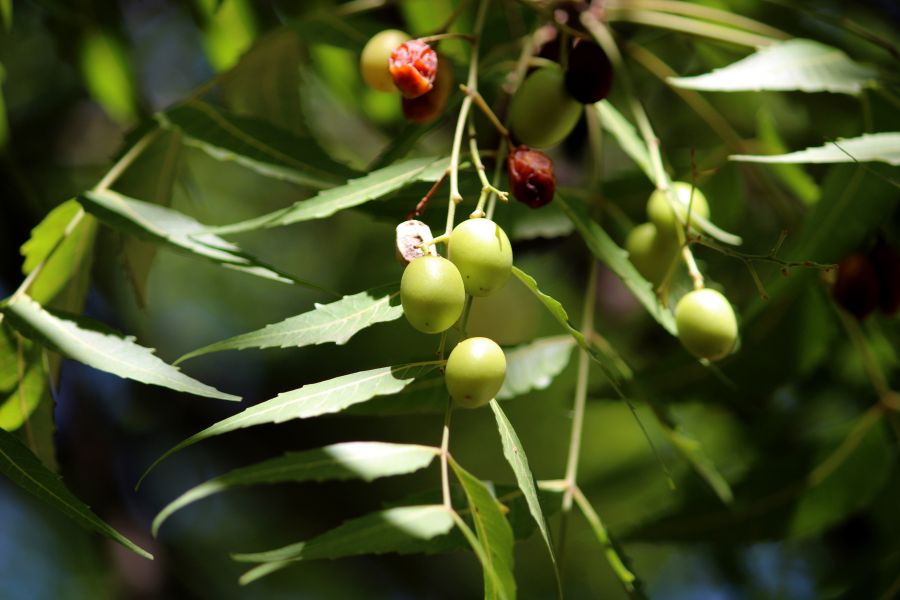 cay-neem