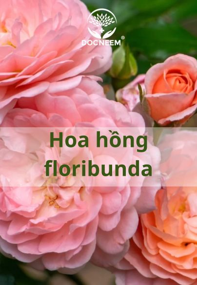 Hoa hồng floribunda