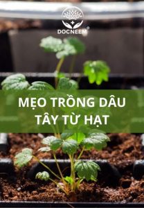 TRONG-DAU-TAY-TƯ-HAT