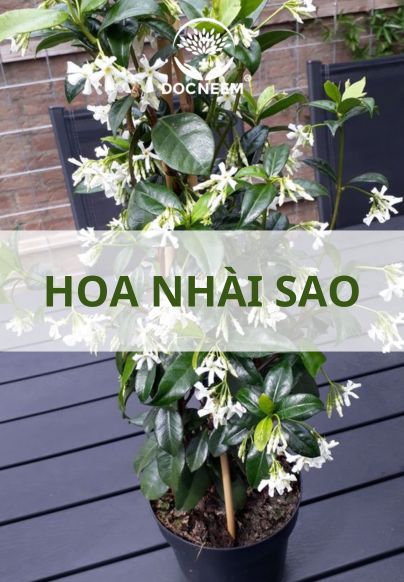 hoa-nhài sao