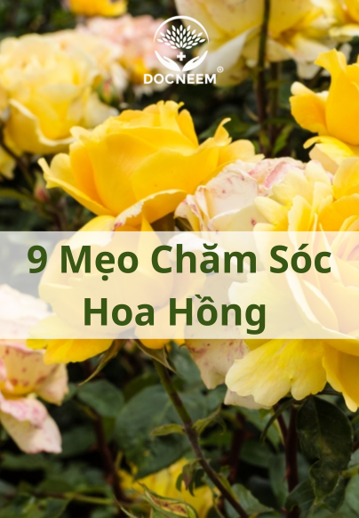 meo-trong-hoa-hong-sai-hoa