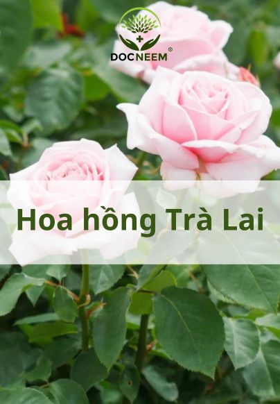 trong-hoa-hong-tra-lai