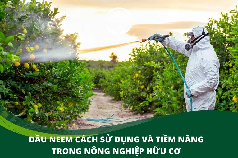 Dầu Neem cách sử dụng và tiềm năng trong nông nghiệp hữu cơ