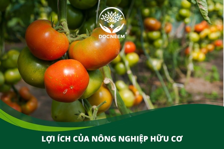 Lợi ích của nông nghiệp hữu cơ