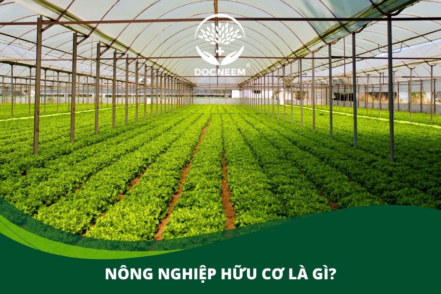 Nông nghiệp hữu cơ là gì