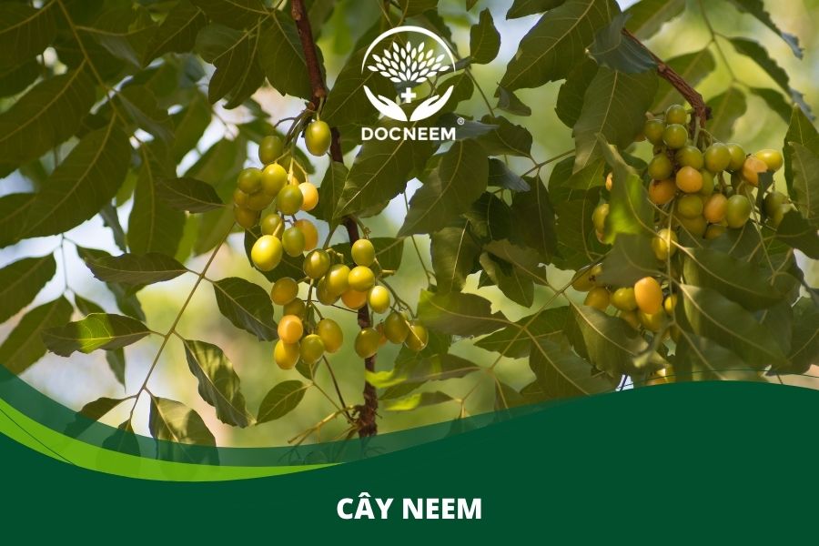 cây neem