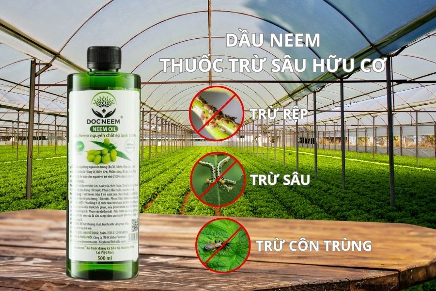 dầu neem - thuốc trừ sâu hữu cơ