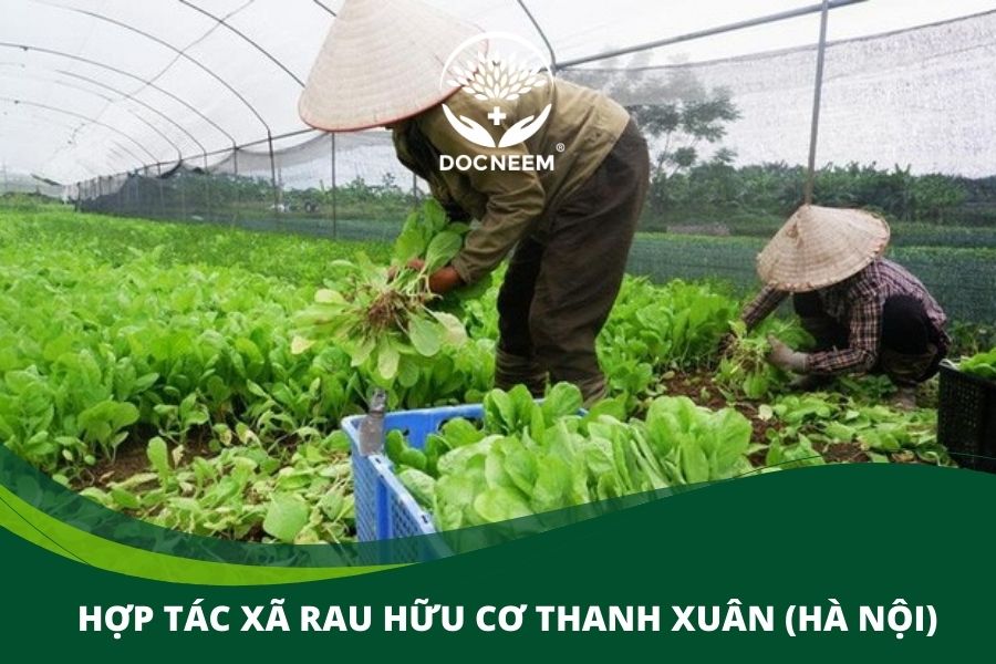 mô hình sản xuất nông nghiệp hữu cơ (3)