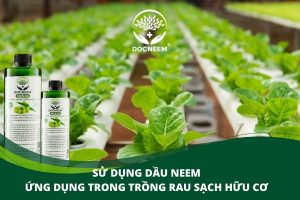 dùng dầu neem trong trồng rau sạch hữu cơ