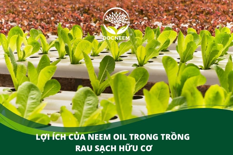 lợi ích của neem oil trong trồng rau sạch hữu cơ